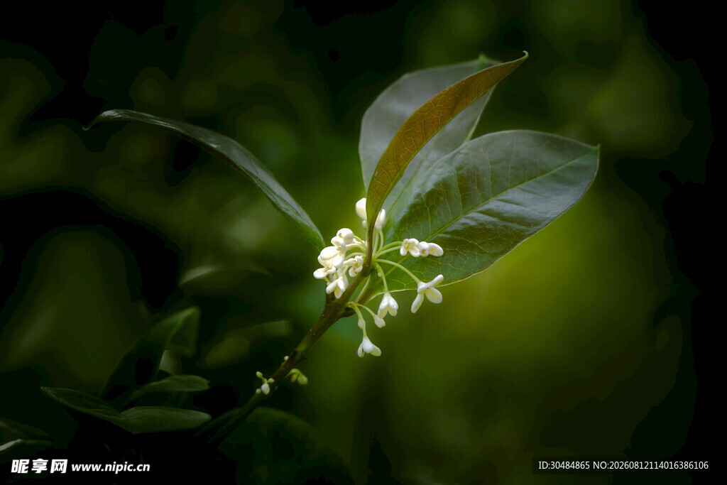 绿叶间绽放的白色桂花