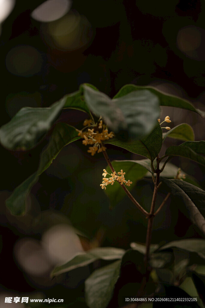 绿叶间的黄色桂花