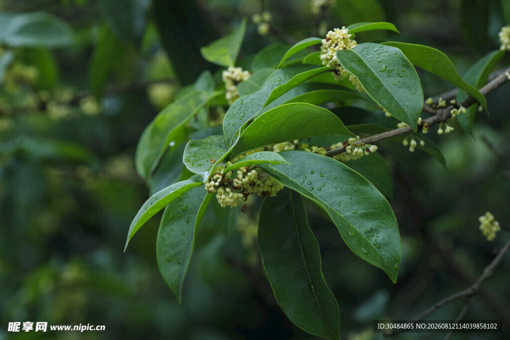绿叶间的黄色桂花