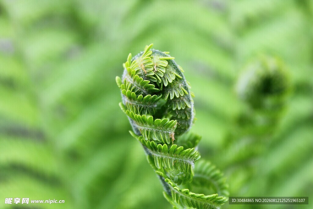 卷曲的蕨类植物嫩芽