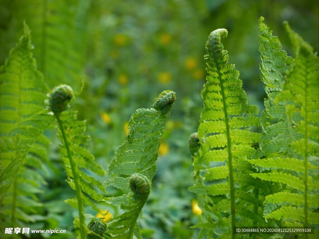 嫩绿蕨类植物生机盎然