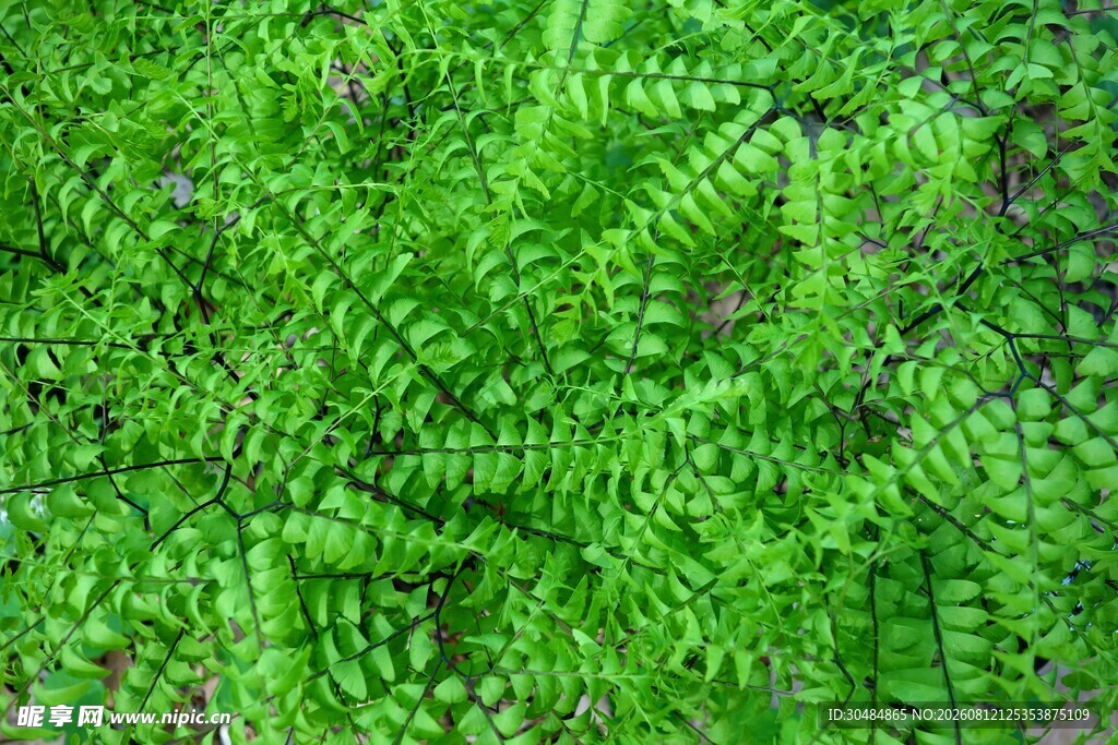 翠绿蕨类植物叶片特写