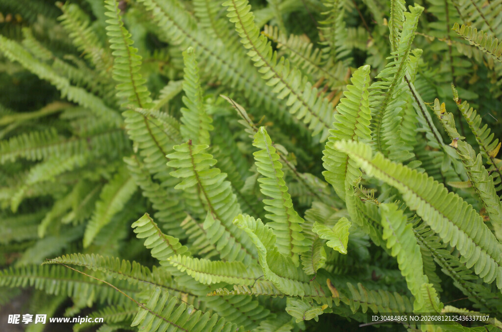 翠绿蕨类植物特写