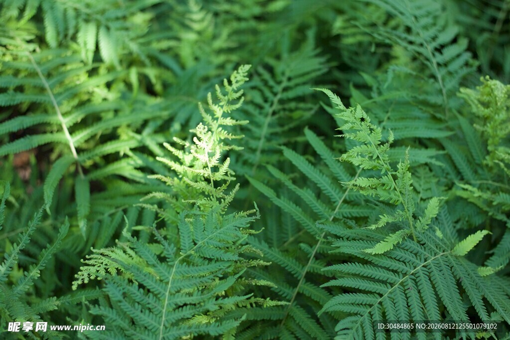 翠绿蕨类植物生机盎然