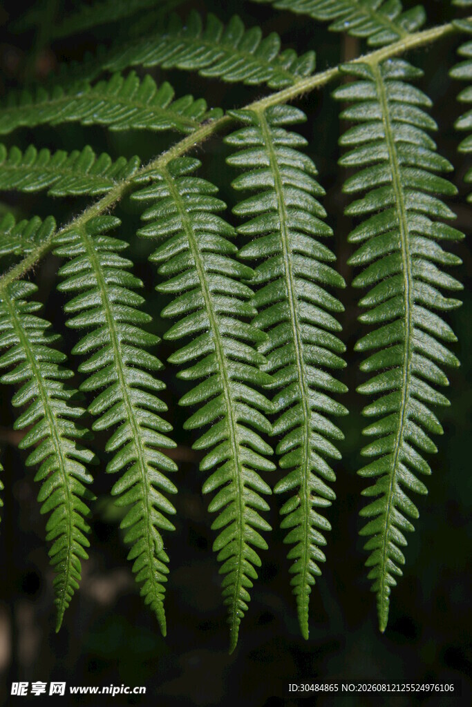 蕨类植物叶片特写