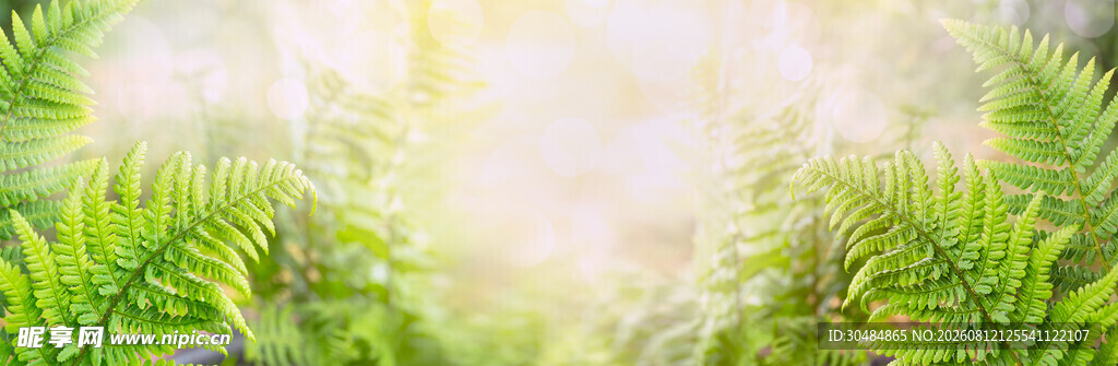 清新绿意的蕨类植物景观