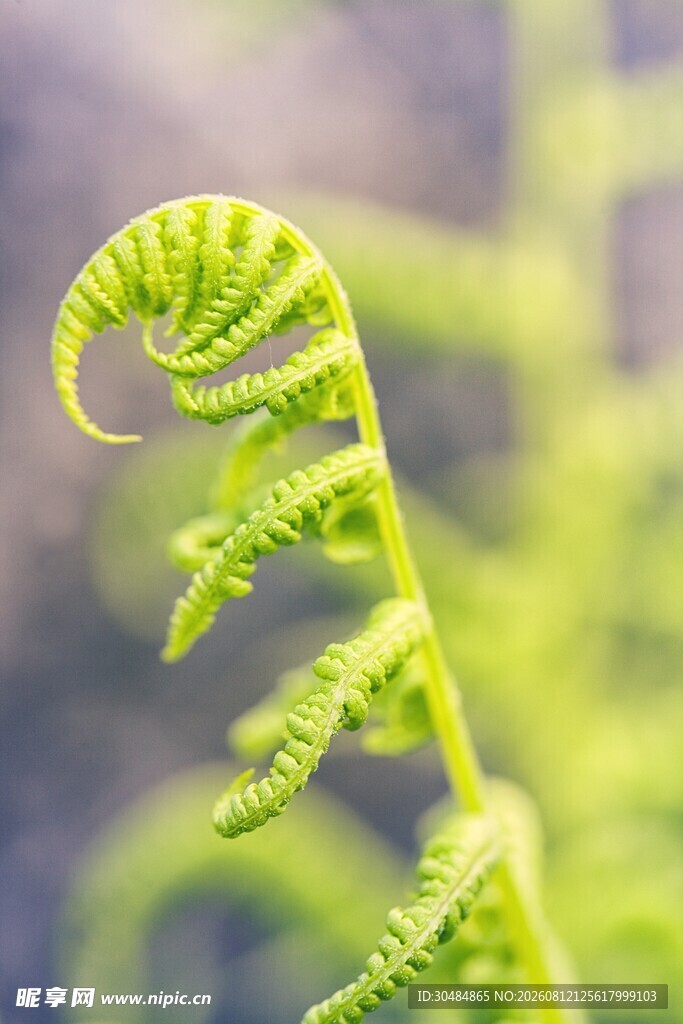 卷曲的嫩绿蕨类植物