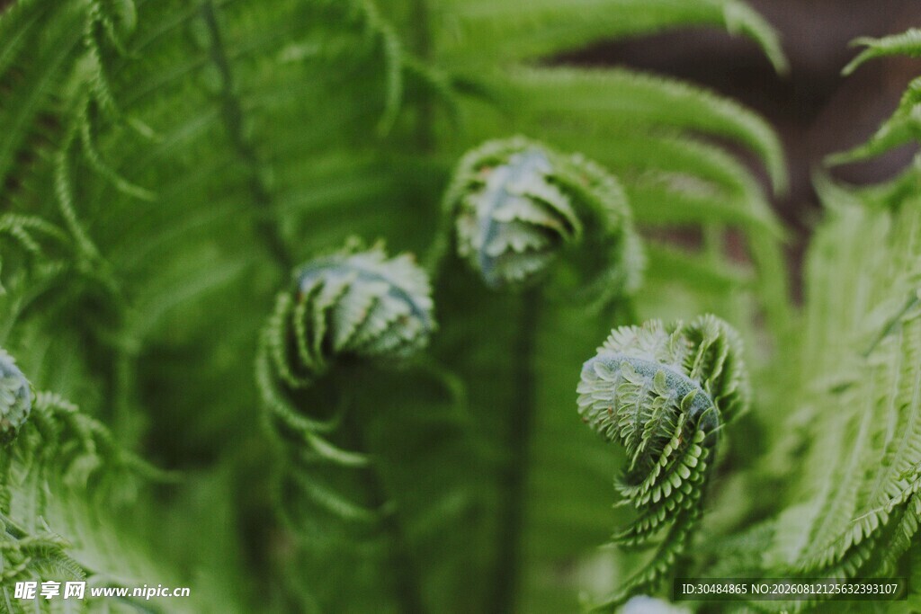卷曲的嫩绿蕨类植物