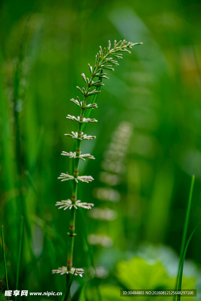 弯曲的绿色蕨类植物