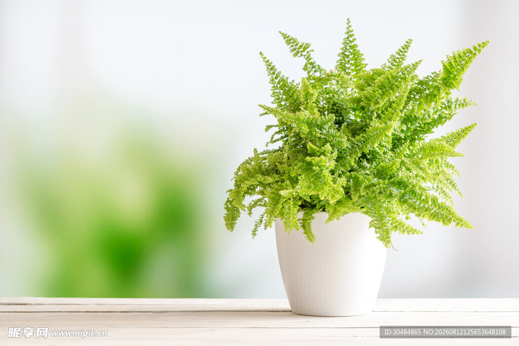 白色花盆中的翠绿蕨类植物