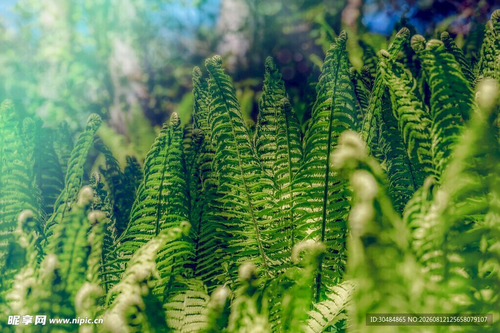 阳光下的翠绿蕨类植物