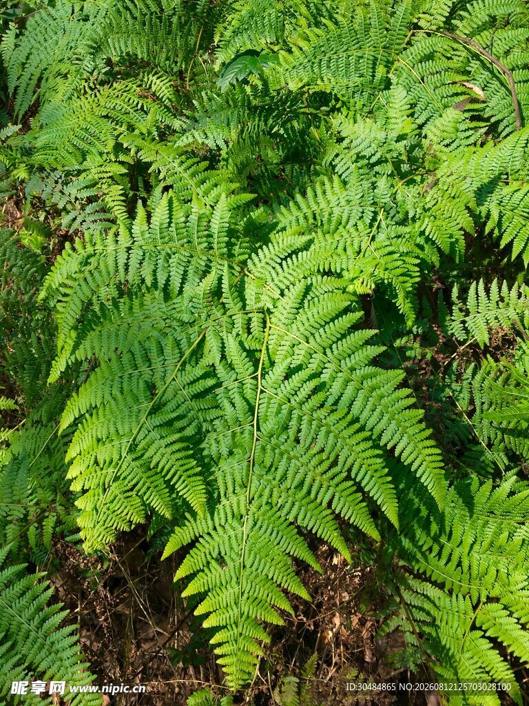 翠绿蕨类植物近景特写