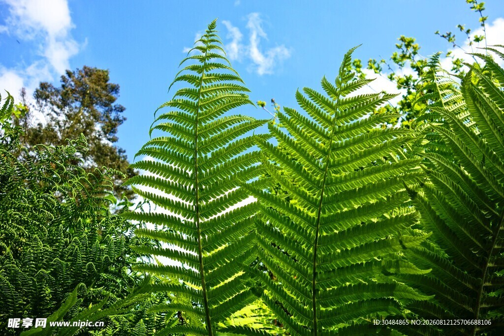 翠绿蕨类植物沐浴蓝天