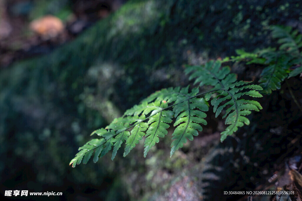 翠绿蕨类植物特写