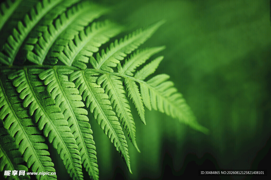 翠绿蕨叶特写