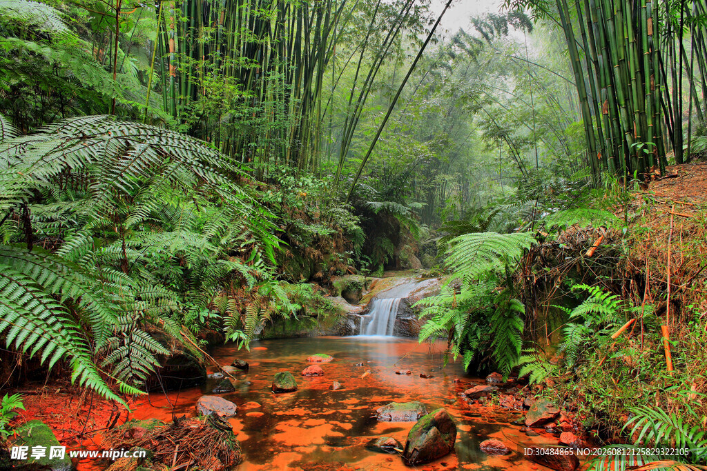 雨林溪流间的自然野趣