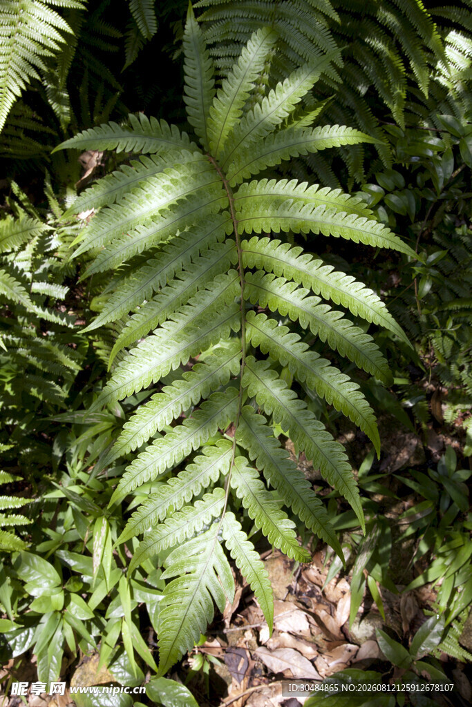 翠绿蕨类植物特写