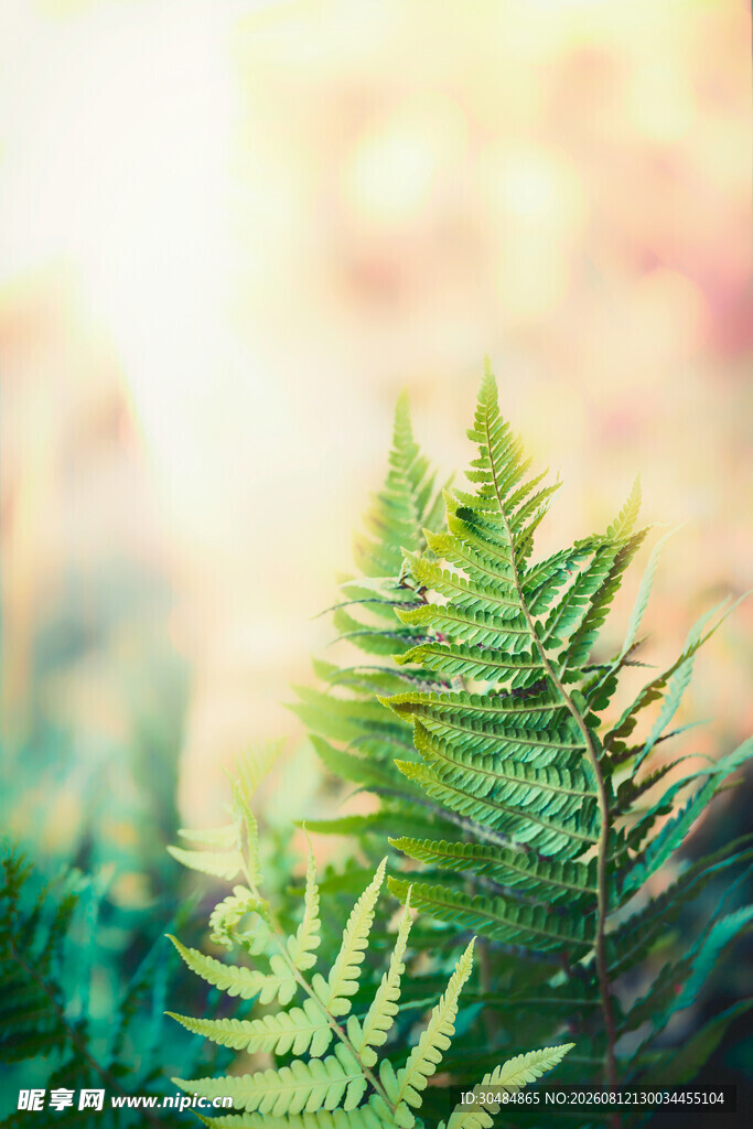 翠绿蕨类植物特写