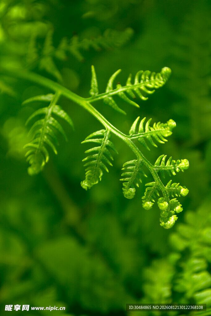 嫩绿蕨类植物特写