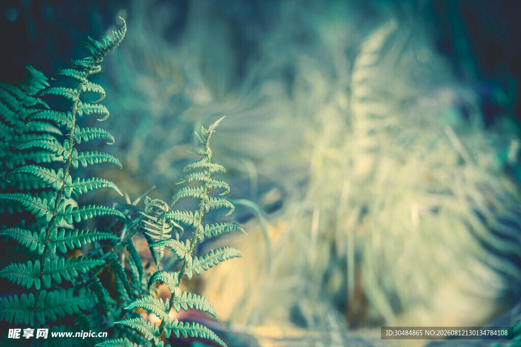 梦幻蕨类植物景观