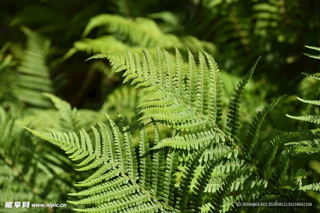 翠绿蕨类植物特写