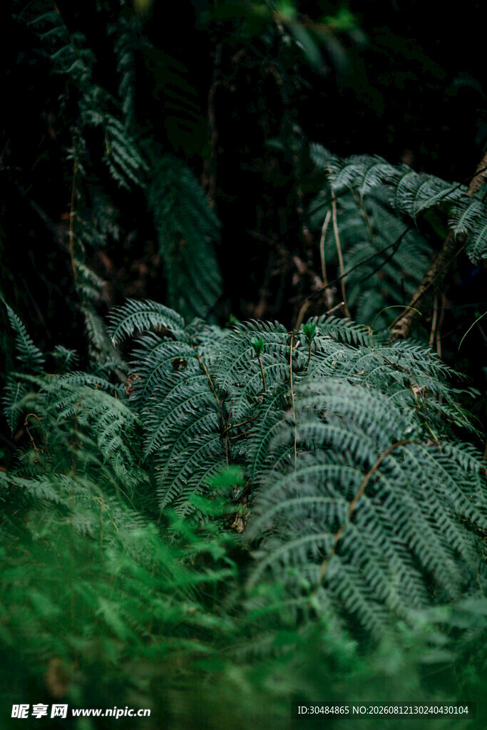 茂密蕨类植物的森林景象