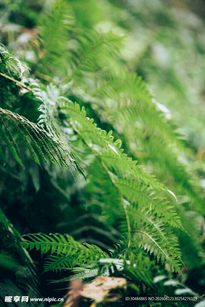 翠绿蕨类植物特写