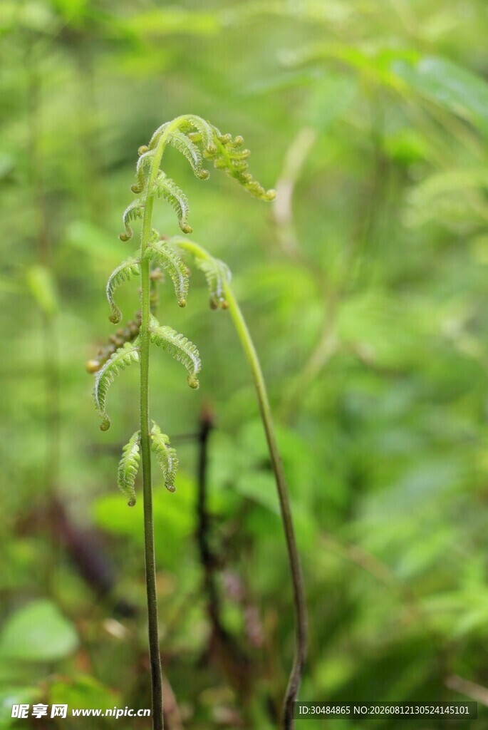 嫩绿植物于绿意盎然间