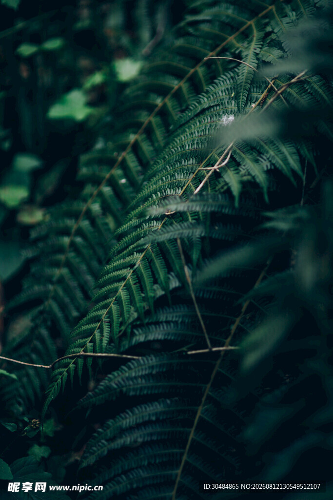 茂密蕨类植物的自然景致