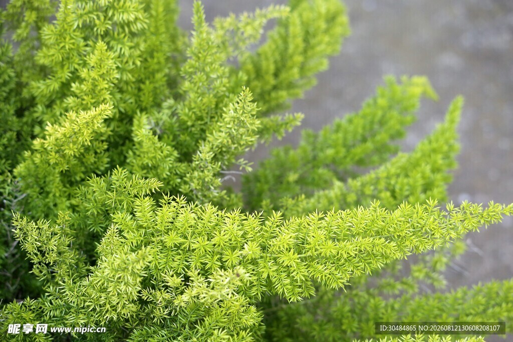 翠绿清新的蕨类植物枝叶