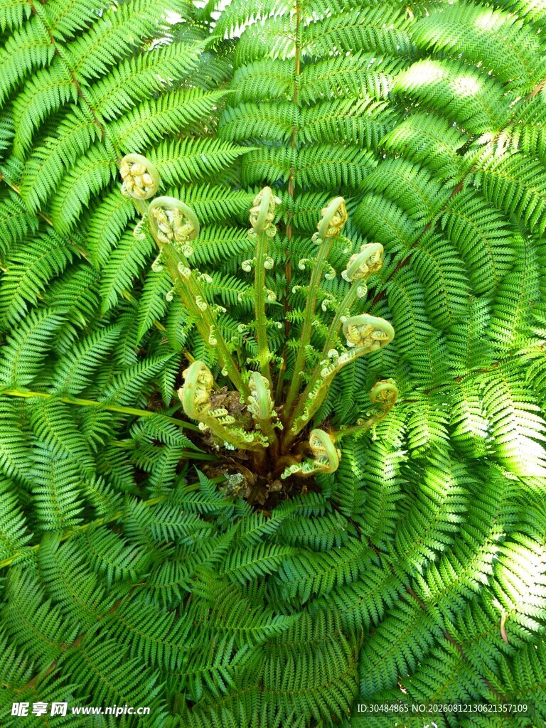 蕨类植物特写