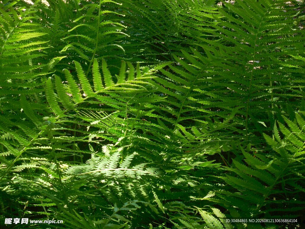 翠绿蕨类植物生机盎然