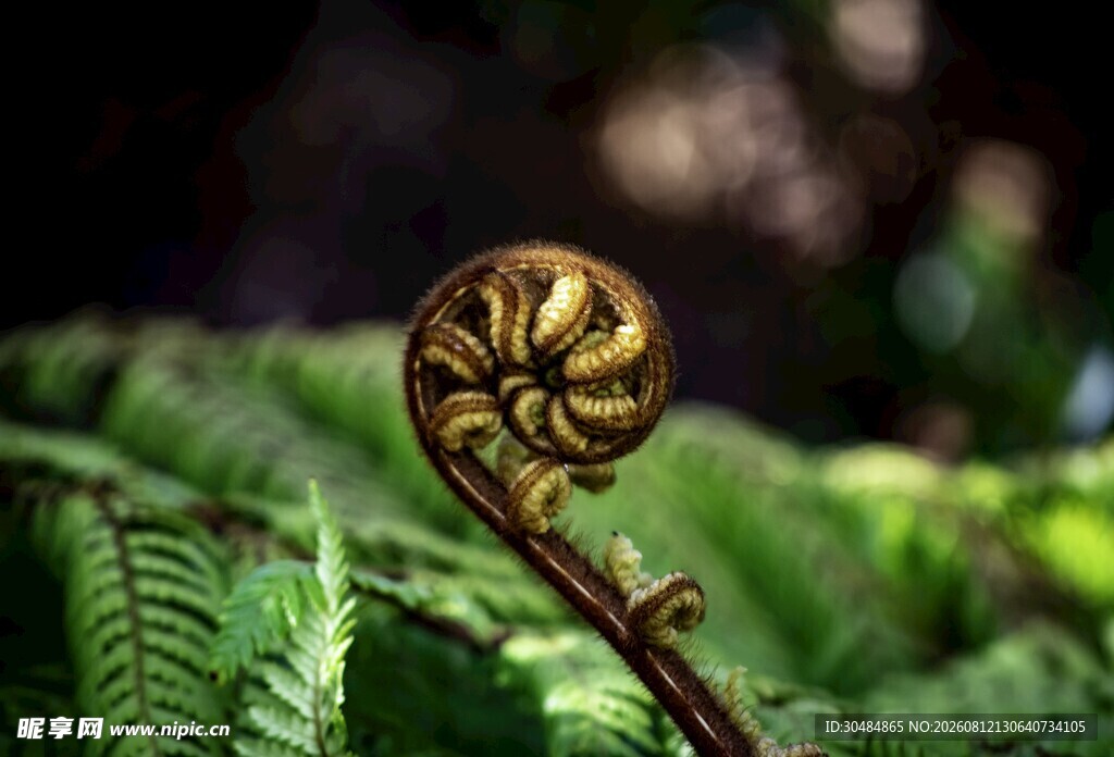 卷曲的蕨类植物特写