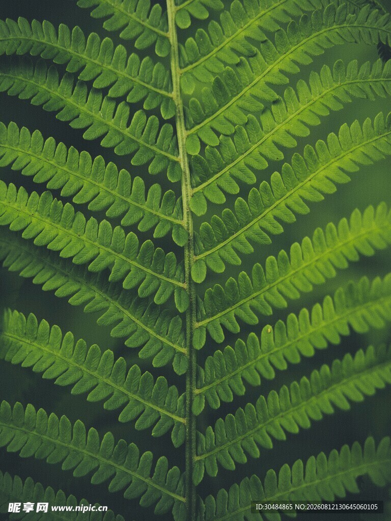 蕨类叶片特写