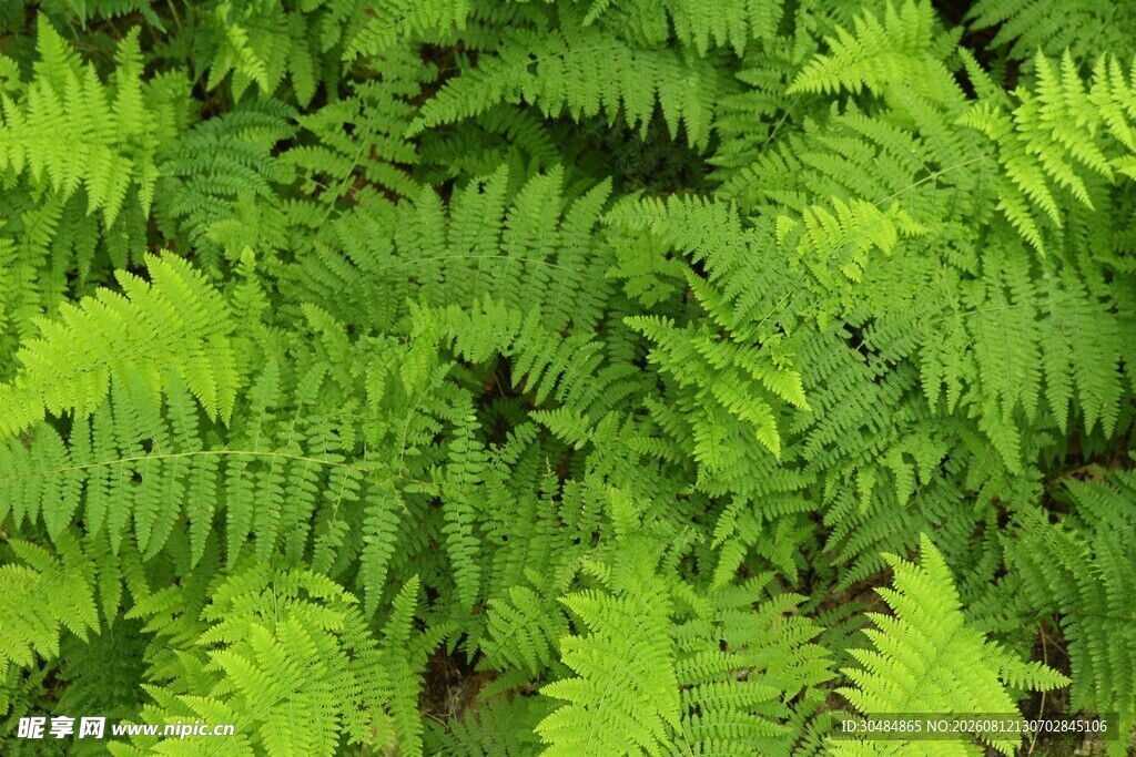 翠绿蕨类植物叶片特写