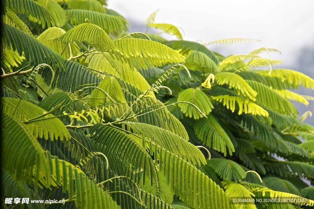 翠绿繁茂的羽状叶片植物