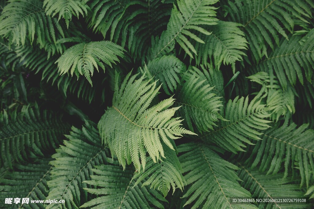 茂密热带棕榈叶景观