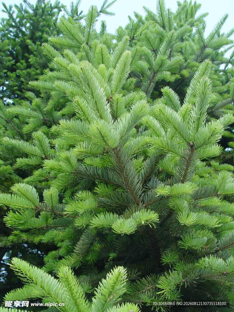 翠绿茂盛的松树针叶
