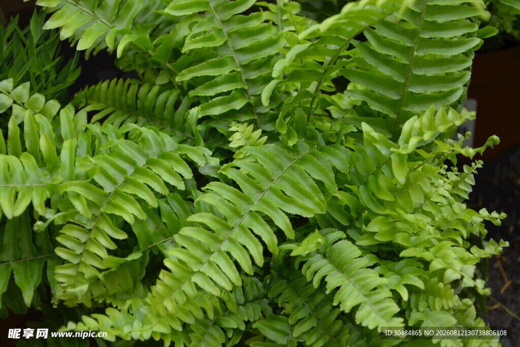 翠绿蕨类植物特写
