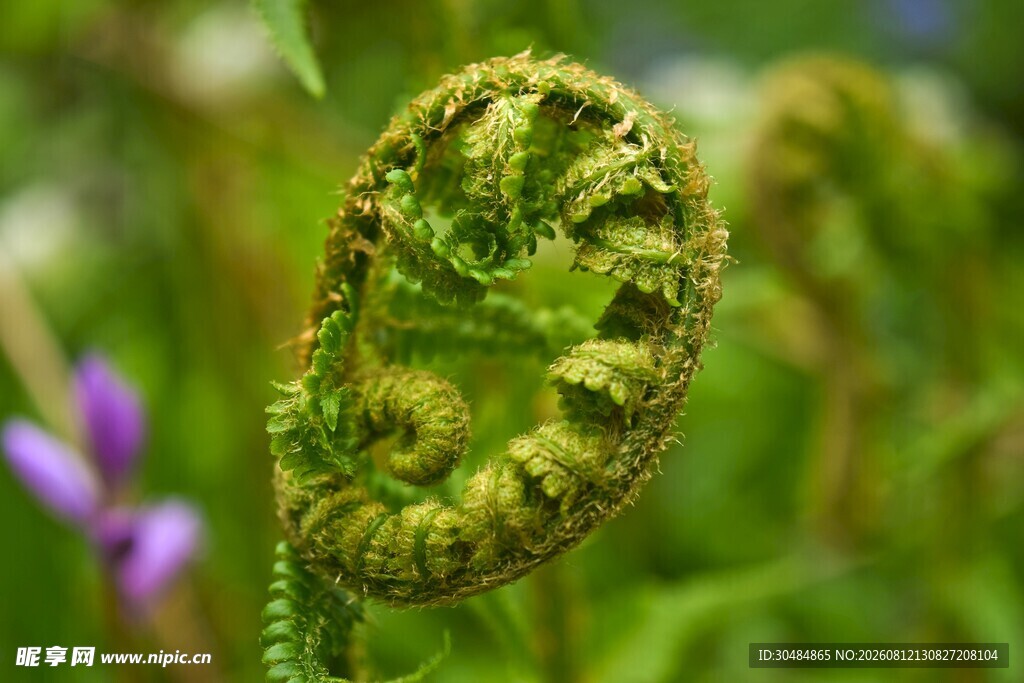 卷曲的蕨类植物嫩叶