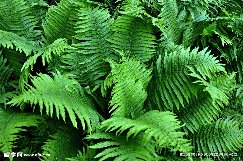 翠绿蕨类植物叶片特写
