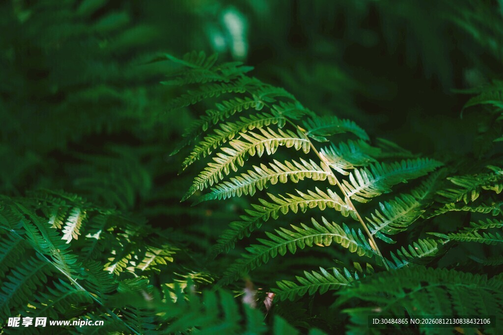 翠绿蕨类植物特写