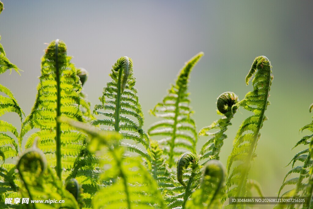 嫩绿蕨类植物生机勃勃