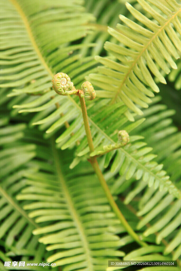 翠绿蕨类植物特写