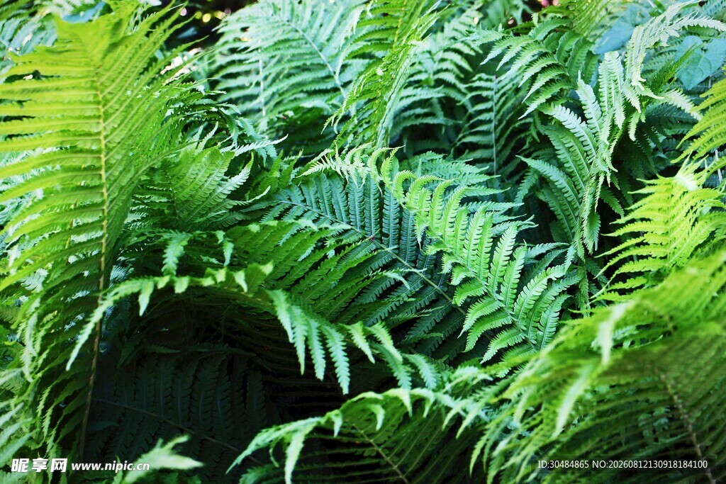 翠绿蕨类植物生机勃勃