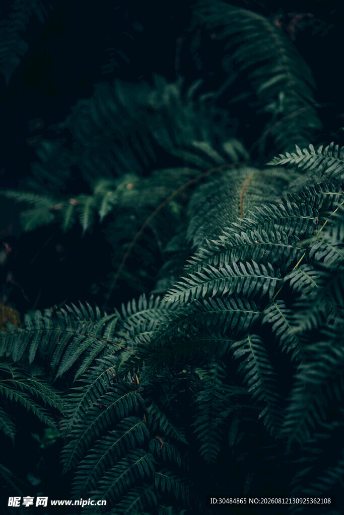 神秘蕨类植物微观景象
