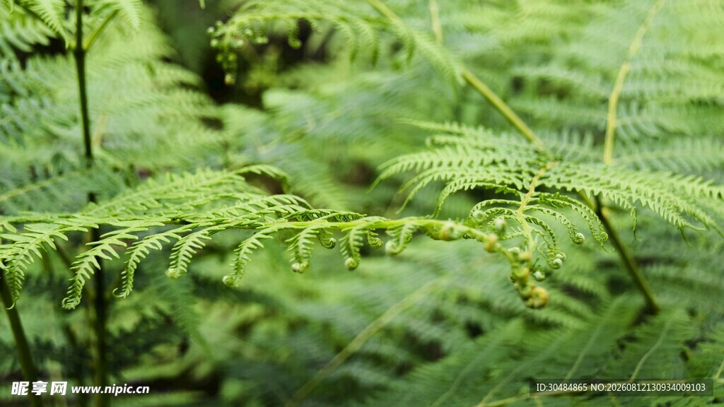 翠绿蕨类植物特写
