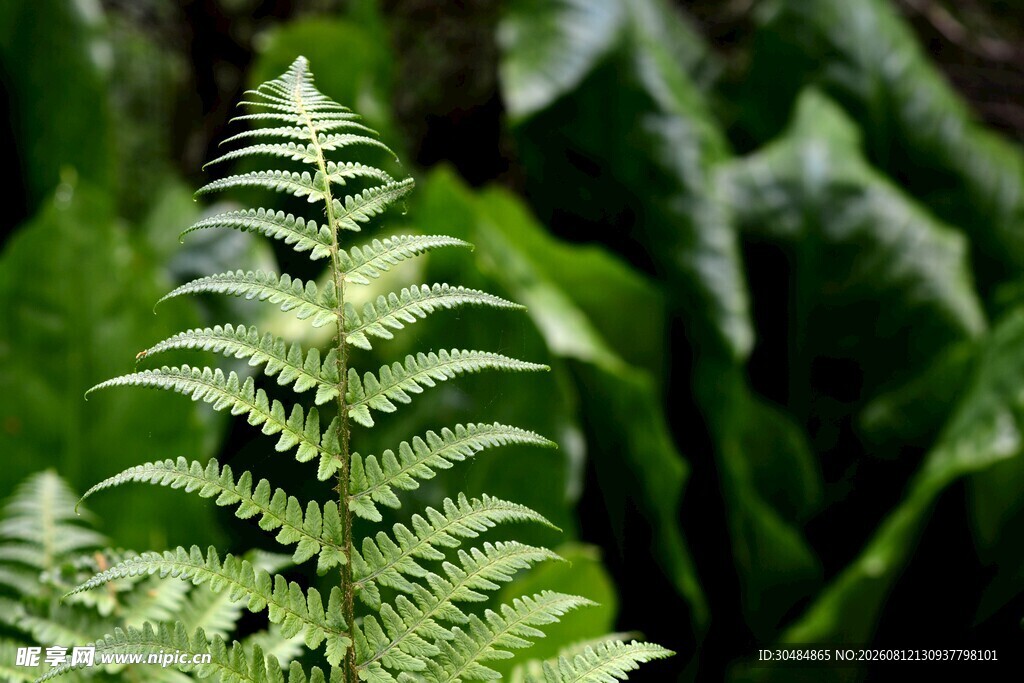 翠绿蕨类植物特写