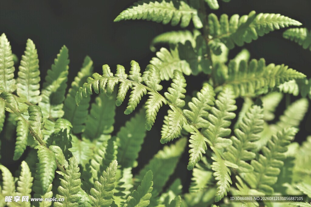 翠绿蕨类植物特写