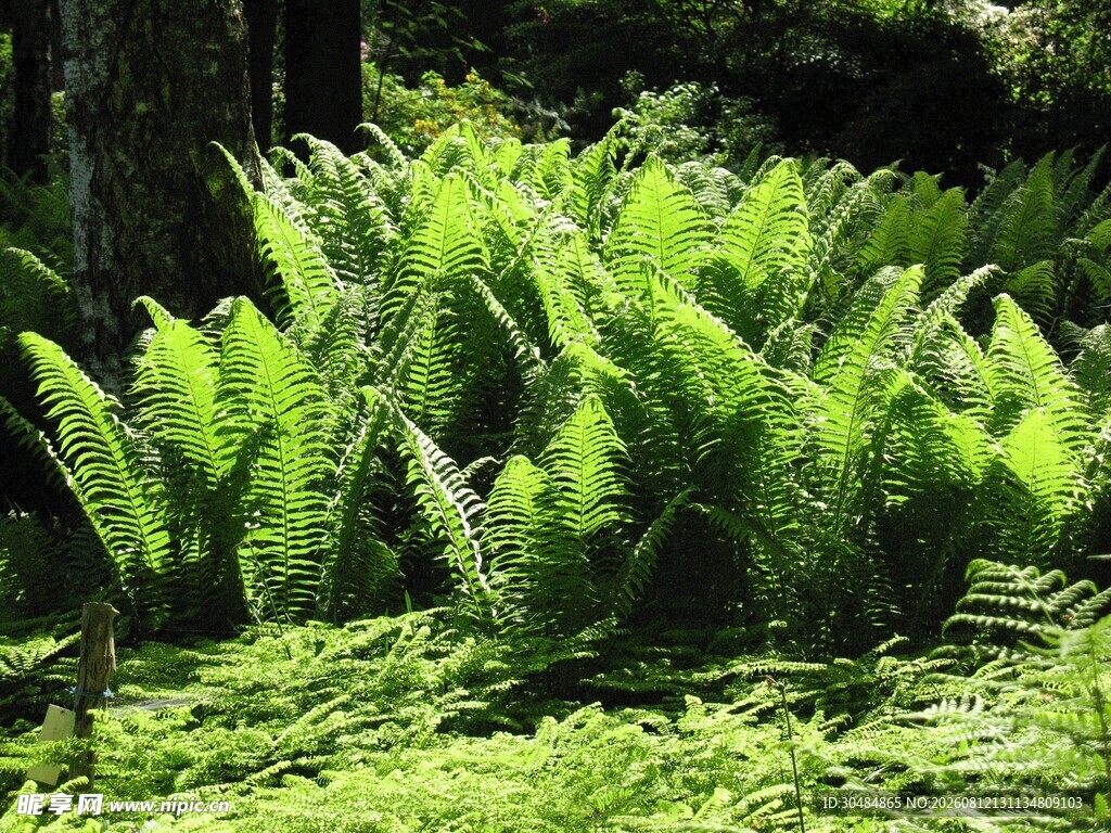 翠绿蕨类植物的自然景致